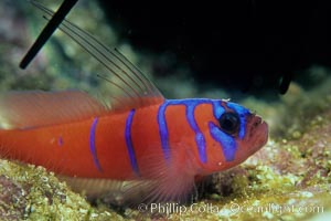 Bluebanded goby, Catalina, Lythrypnus dalli, Catalina Island