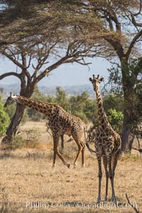 Maasai Giraffe, Amboseli National Park, Giraffa camelopardalis tippelskirchi