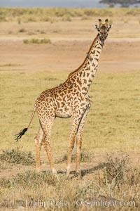 Maasai Giraffe, Amboseli National Park, Giraffa camelopardalis tippelskirchi