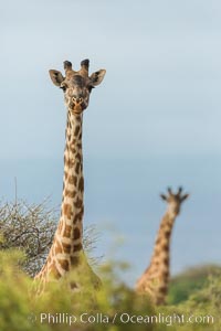 Maasai Giraffe, Amboseli National Park, Giraffa camelopardalis tippelskirchi