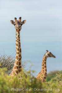 Maasai Giraffe, Amboseli National Park. Kenya, natural history stock photograph, photo id 29564