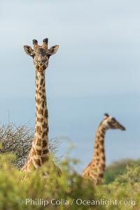 Maasai Giraffe, Amboseli National Park