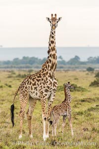 Maasai Giraffe, Maasai Mara National Reserve, Giraffa camelopardalis tippelskirchi