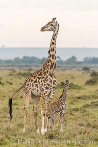 Maasai Giraffe, Maasai Mara National Reserve, Giraffa camelopardalis tippelskirchi