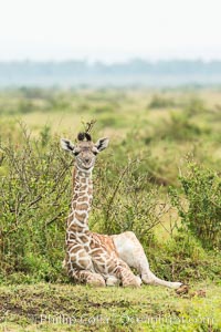 Maasai Giraffe, Maasai Mara National Reserve, Giraffa camelopardalis tippelskirchi