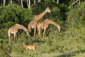 Maasai Giraffe, Maasai Mara National Reserve, Giraffa camelopardalis tippelskirchi