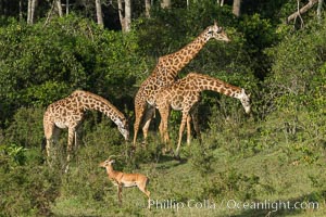 Maasai Giraffe, Maasai Mara National Reserve, Giraffa camelopardalis tippelskirchi