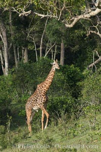 Maasai Giraffe, Maasai Mara National Reserve, Giraffa camelopardalis tippelskirchi