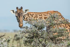 Maasai Giraffe, Meru National Park, Giraffa camelopardalis tippelskirchi, Olare Orok Conservancy
