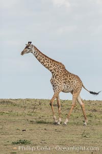 Maasai Giraffe, Olare Orok Conservancy, Giraffa camelopardalis tippelskirchi