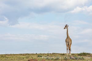 Maasai Giraffe, Olare Orok Conservancy, Giraffa camelopardalis tippelskirchi