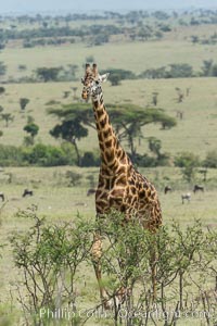 Maasai Giraffe, Olare Orok Conservancy, Giraffa camelopardalis tippelskirchi