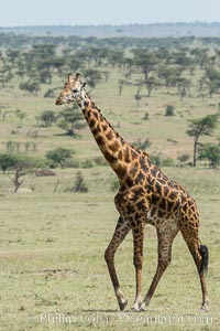 Maasai Giraffe, Olare Orok Conservancy