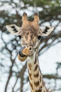 Maasai Giraffe, Olare Orok Conservancy, Giraffa camelopardalis tippelskirchi