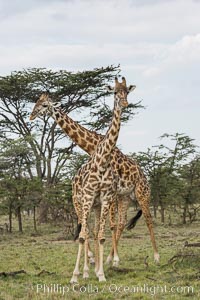 Maasai Giraffe, Olare Orok Conservancy, Giraffa camelopardalis tippelskirchi