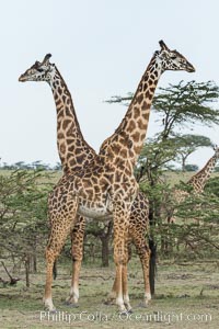 Maasai Giraffe, Olare Orok Conservancy, Giraffa camelopardalis tippelskirchi