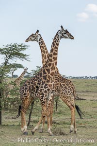 Maasai Giraffe, Olare Orok Conservancy, Giraffa camelopardalis tippelskirchi