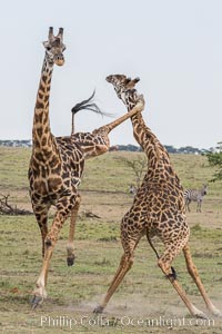 Maasai Giraffe, two males in courtship combat, jousting, Olare Orok Conservancy