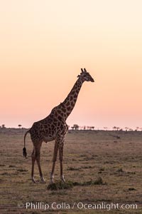 Maasai Giraffe, Olare Orok Conservancy, Giraffa camelopardalis tippelskirchi