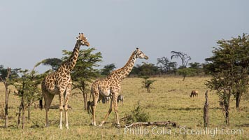 Maasai Giraffe, Olare Orok Conservancy, Kenya, Giraffa camelopardalis tippelskirchi