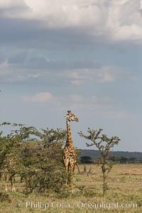 Maasai Giraffe, Olare Orok Conservancy, Kenya, Giraffa camelopardalis tippelskirchi