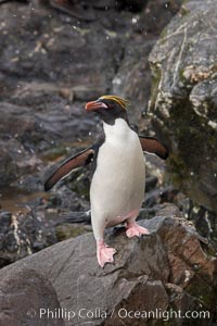 Macaroni penguins, on the rocky shoreline of Hercules Bay, South Georgia Island.  One of the crested penguin species, the macaroni penguin bears a distinctive yellow crest on its head.  They grow to be about 12 lb and 28" high.  Macaroni penguins eat primarily krill and other crustaceans, small fishes and cephalopods, Eudyptes chrysolophus