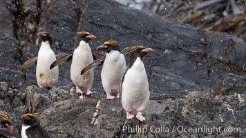 Macaroni penguins, on the rocky shoreline of Hercules Bay, South Georgia Island.  One of the crested penguin species, the macaroni penguin bears a distinctive yellow crest on its head.  They grow to be about 12 lb and 28" high.  Macaroni penguins eat primarily krill and other crustaceans, small fishes and cephalopods, Eudyptes chrysolophus