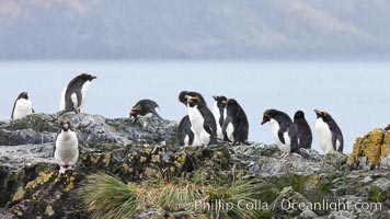 Macaroni penguins, on the rocky shoreline of Hercules Bay, South Georgia Island.  One of the crested penguin species, the macaroni penguin bears a distinctive yellow crest on its head.  They grow to be about 12 lb and 28" high.  Macaroni penguins eat primarily krill and other crustaceans, small fishes and cephalopods, Eudyptes chrysolophus