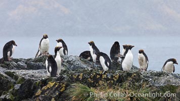 Macaroni penguins, on the rocky shoreline of Hercules Bay, South Georgia Island.  One of the crested penguin species, the macaroni penguin bears a distinctive yellow crest on its head.  They grow to be about 12 lb and 28" high.  Macaroni penguins eat primarily krill and other crustaceans, small fishes and cephalopods, Eudyptes chrysolophus