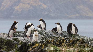 Macaroni penguins, on the rocky shoreline of Hercules Bay, South Georgia Island.  One of the crested penguin species, the macaroni penguin bears a distinctive yellow crest on its head.  They grow to be about 12 lb and 28" high.  Macaroni penguins eat primarily krill and other crustaceans, small fishes and cephalopods, Eudyptes chrysolophus