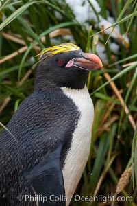 Macaroni penguin, amid tall tussock grass, Cooper Bay, South Georgia Island, Eudyptes chrysolophus