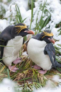 Macaroni penguin, amid tall tussock grass, Cooper Bay, South Georgia Island, Eudyptes chrysolophus