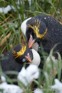 Macaroni penguin, amid tall tussock grass, Cooper Bay, South Georgia Island., Eudyptes chrysolophus, natural history stock photograph, photo id 24710