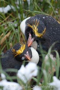 Macaroni penguin, amid tall tussock grass, Cooper Bay, South Georgia Island, Eudyptes chrysolophus