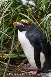 Macaroni penguin, amid tall tussock grass, Cooper Bay, South Georgia Island, Eudyptes chrysolophus