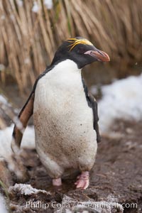 Macaroni penguin, amid tall tussock grass, Cooper Bay, South Georgia Island, Eudyptes chrysolophus