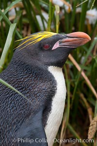 Macaroni penguin, amid tall tussock grass, Cooper Bay, South Georgia Island, Eudyptes chrysolophus