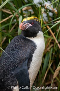 Macaroni penguin, amid tall tussock grass, Cooper Bay, South Georgia Island, Eudyptes chrysolophus