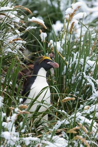 Macaroni penguin, amid tall tussock grass, Cooper Bay, South Georgia Island, Eudyptes chrysolophus