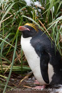 Macaroni penguin, amid tall tussock grass, Cooper Bay, South Georgia Island, Eudyptes chrysolophus