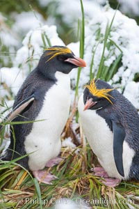 Macaroni penguin, amid tall tussock grass, Cooper Bay, South Georgia Island, Eudyptes chrysolophus