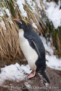 Macaroni penguin, amid tall tussock grass, Cooper Bay, South Georgia Island, Eudyptes chrysolophus