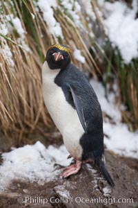 Macaroni penguin, amid tall tussock grass, Cooper Bay, South Georgia Island, Eudyptes chrysolophus