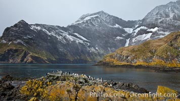 Macaroni penguins, on the rocky shoreline of Hercules Bay, South Georgia Island.  One of the crested penguin species, the macaroni penguin bears a distinctive yellow crest on its head.  They grow to be about 12 lb and 28