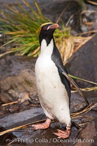 Macaroni penguin, on the rocky shoreline of Hercules Bay, South Georgia Island.  One of the crested penguin species, the macaroni penguin bears a distinctive yellow crest on its head.  They grow to be about 12 lb and 28