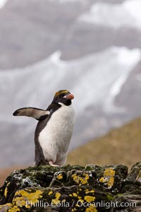 Macaroni penguin, on the rocky shoreline of Hercules Bay, South Georgia Island.  One of the crested penguin species, the macaroni penguin bears a distinctive yellow crest on its head.  They grow to be about 12 lb and 28