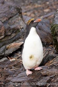 Macaroni penguin, on the rocky shoreline of Hercules Bay, South Georgia Island.  One of the crested penguin species, the macaroni penguin bears a distinctive yellow crest on its head.  They grow to be about 12 lb and 28" high.  Macaroni penguins eat primarily krill and other crustaceans, small fishes and cephalopods, Eudyptes chrysolophus