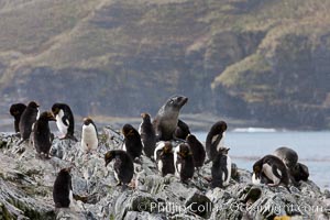 Macaroni penguins, on the rocky shoreline of Hercules Bay, South Georgia Island.  One of the crested penguin species, the macaroni penguin bears a distinctive yellow crest on its head.  They grow to be about 12 lb and 28" high.  Macaroni penguins eat primarily krill and other crustaceans, small fishes and cephalopods, Eudyptes chrysolophus