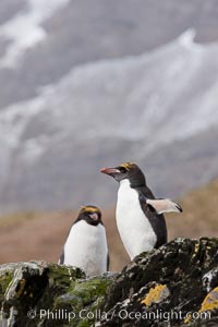 Macaroni penguins, on the rocky shoreline of Hercules Bay, South Georgia Island.  One of the crested penguin species, the macaroni penguin bears a distinctive yellow crest on its head.  They grow to be about 12 lb and 28" high.  Macaroni penguins eat primarily krill and other crustaceans, small fishes and cephalopods, Eudyptes chrysolophus