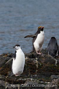 Macaroni penguins, on the rocky shoreline of Hercules Bay, South Georgia Island.  One of the crested penguin species, the macaroni penguin bears a distinctive yellow crest on its head.  They grow to be about 12 lb and 28" high.  Macaroni penguins eat primarily krill and other crustaceans, small fishes and cephalopods, Eudyptes chrysolophus